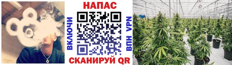 Бошки марихуана THC 21%  Славгород 